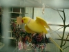 Hallo